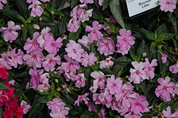 Bounce Lilac Impatiens (Impatiens 'Bounce Lilac') at Lakeshore Garden Centres
