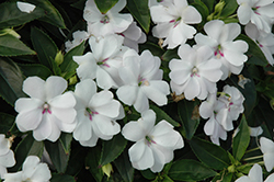 Bounce White Impatiens (Impatiens 'Balbouite') at Lakeshore Garden Centres