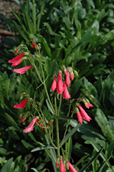 Coccineus Beard Tongue (Penstemon barbatus 'Coccineus') at Lakeshore Garden Centres