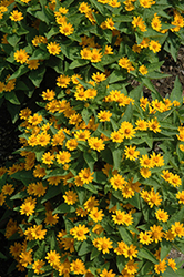 Golden Globe Melampodium (Melampodium paludosum 'Golden Globe') at Lakeshore Garden Centres