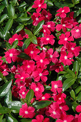 Mediterranean XP Hot Rose Vinca (Catharanthus roseus 'PAS555869') at Lakeshore Garden Centres