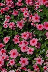 Mediterranean XP Strawberry Vinca (Catharanthus roseus 'PAS553552') at Lakeshore Garden Centres