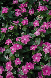 Cora Deep Lavender Vinca (Catharanthus roseus 'Cora Deep Lavender') at Lakeshore Garden Centres