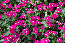 Cobra Purple Eye Vinca (Catharanthus roseus 'Cobra Purple Eye') at Lakeshore Garden Centres