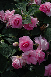 Fiesta Bonita Pink Double Impatiens (Impatiens 'Balbonipink') at Lakeshore Garden Centres