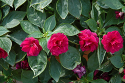 Fiesta Bonita Burgundy Double Impatiens (Impatiens 'Balboniburg') at Lakeshore Garden Centres