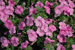 Pretty Flora Pink Pearl Petunia (Petunia 'Pretty Flora Pink Pearl') at Lakeshore Garden Centres