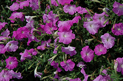 Pretty Grand Violet Petunia (Petunia 'Pretty Grand Violet') at Lakeshore Garden Centres