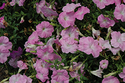 Madness Pink Chiffon Petunia (Petunia 'Madness Pink Chiffon') at Lakeshore Garden Centres