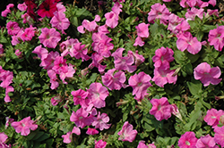 Limbo GP Sweet Pink Petunia (Petunia 'Limbo GP Sweet Pink') at Lakeshore Garden Centres