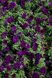 Mambo GP Blue Petunia (Petunia 'Mambo GP Blue') at Lakeshore Garden Centres