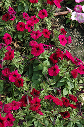 Mambo GP Burgundy Petunia (Petunia 'Mambo GP Burgundy') at Lakeshore Garden Centres