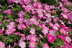 Mambo GP Pink Morn Petunia (Petunia 'Mambo GP Pink Morn') at Lakeshore Garden Centres