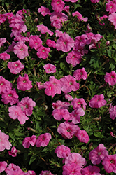 Mambo GP Sweet Pink Petunia (Petunia 'Mambo GP Sweet Pink') at Lakeshore Garden Centres