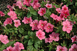 Mambo GP Red Veined Petunia (Petunia 'Mambo GP Red Veined') at Lakeshore Garden Centres