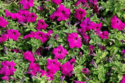 Limbo GP Violet Petunia (Petunia 'Limbo GP Violet') at Lakeshore Garden Centres