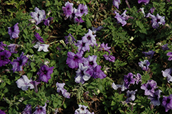 Limbo GP Blue Vein Petunia (Petunia 'Limbo GP Blue Vein') at Lakeshore Garden Centres