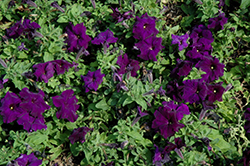 Limbo GP Blue Petunia (Petunia 'Limbo GP Blue') at Lakeshore Garden Centres