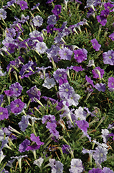 Picobella Cascade Sky Blue Petunia (Petunia 'Picobella Cascade Sky Blue') at Lakeshore Garden Centres
