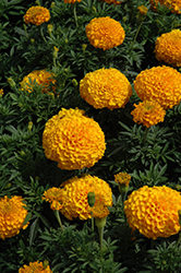 Perfection Gold Marigold (Tagetes erecta 'Perfection Gold') at Golden Acre Home & Garden