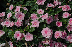 Vitalia Icy Pink Vinca (Catharanthus roseus 'Vitalia Icy Pink') at Lakeshore Garden Centres