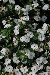Vitalia Polka Dot Vinca (Catharanthus roseus 'Vitalia Polka Dot') at Lakeshore Garden Centres