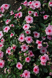 Vitalia Blush Vinca (Catharanthus roseus 'Vitalia Blush') at Lakeshore Garden Centres