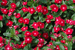 Vitalia Cherry Vinca (Catharanthus roseus 'Vitalia Cherry') at Lakeshore Garden Centres