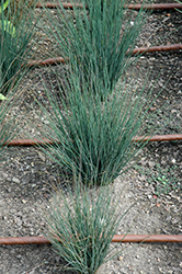 Blue Dart Rush (Juncus tenuis 'Blue Dart') at Lakeshore Garden Centres
