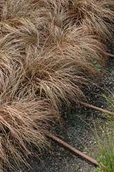 Bronco Sedge (Carex comans 'Bronco') at Lakeshore Garden Centres