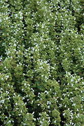 Marvelette White Dwarf Calamint (Calamintha nepeta 'Marvelette White') at Lakeshore Garden Centres