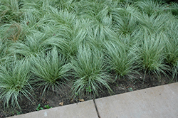 Amazon Mist Sedge (Carex comans 'Amazon Mist') at Lakeshore Garden Centres