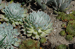 Violet Queen Echeveria (Echeveria 'Violet Queen') at Lakeshore Garden Centres