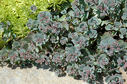 Cola Cola Stonecrop (Sedum cauticola 'Cola') at Lakeshore Garden Centres
