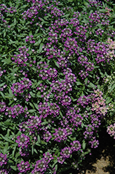 Dark Knight Alyssum (Lobularia 'Dark Knight') at Lakeshore Garden Centres