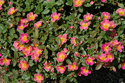 SunDome Pink Portulaca (Portulaca 'SunDome Pink') at Lakeshore Garden Centres