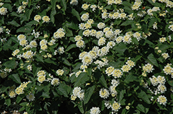 Lucky White Lantana (Lantana camara 'Lucky White') at Lakeshore Garden Centres