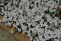 Easy Wave Silver Petunia (Petunia 'Easy Wave Silver') at Lakeshore Garden Centres