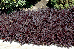 SolarPower Black Sweet Potato Vine (Ipomoea batatas 'SolarPower Black') at Lakeshore Garden Centres