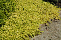 Goldilocks Creeping Jenny (Lysimachia nummularia 'Goldilocks') at Lakeshore Garden Centres