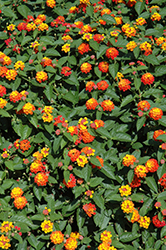 Lucky Flame Lantana (Lantana camara 'Lucky Flame') at Lakeshore Garden Centres