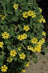 Sunny Lemon Star Black-Eyed Susan (Thunbergia alata 'Sunny Lemon Star') at Lakeshore Garden Centres