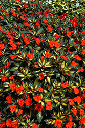 SunPatiens Spreading Tropical Orange New Guinea Impatiens (Impatiens 'SunPatiens Spreading Tropical Orange') at Lakeshore Garden Centres