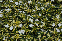 SunPatiens Spreading White New Guinea Impatiens (Impatiens 'SunPatiens Spreading White') at Lakeshore Garden Centres