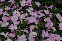 Sun Harmony Compact Lavender New Guinea Impatiens (Impatiens 'Sun Harmony Compact Lavender') at Lakeshore Garden Centres