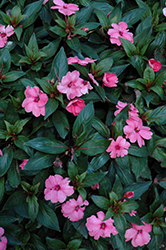 Sun Harmony Deep Orange New Guinea Impatiens (Impatiens 'Sun Harmony Deep Orange') at Lakeshore Garden Centres