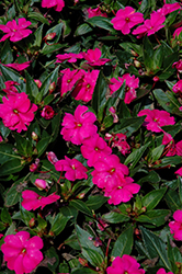 Sun Harmony Purple New Guinea Impatiens (Impatiens 'Sun Harmony Purple') at Lakeshore Garden Centres