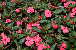 Sun Harmony Salmon New Guinea Impatiens (Impatiens 'Sun Harmony Salmon') at Lakeshore Garden Centres