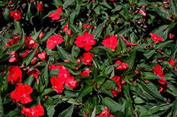 Sun Harmony Scarlet New Guinea Impatiens (Impatiens 'Sun Harmony Scarlet') at Lakeshore Garden Centres