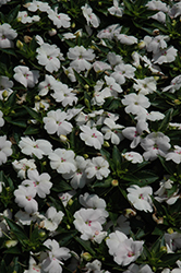 Sun Harmony White New Guinea Impatiens (Impatiens 'Sun Harmony White') at Lakeshore Garden Centres